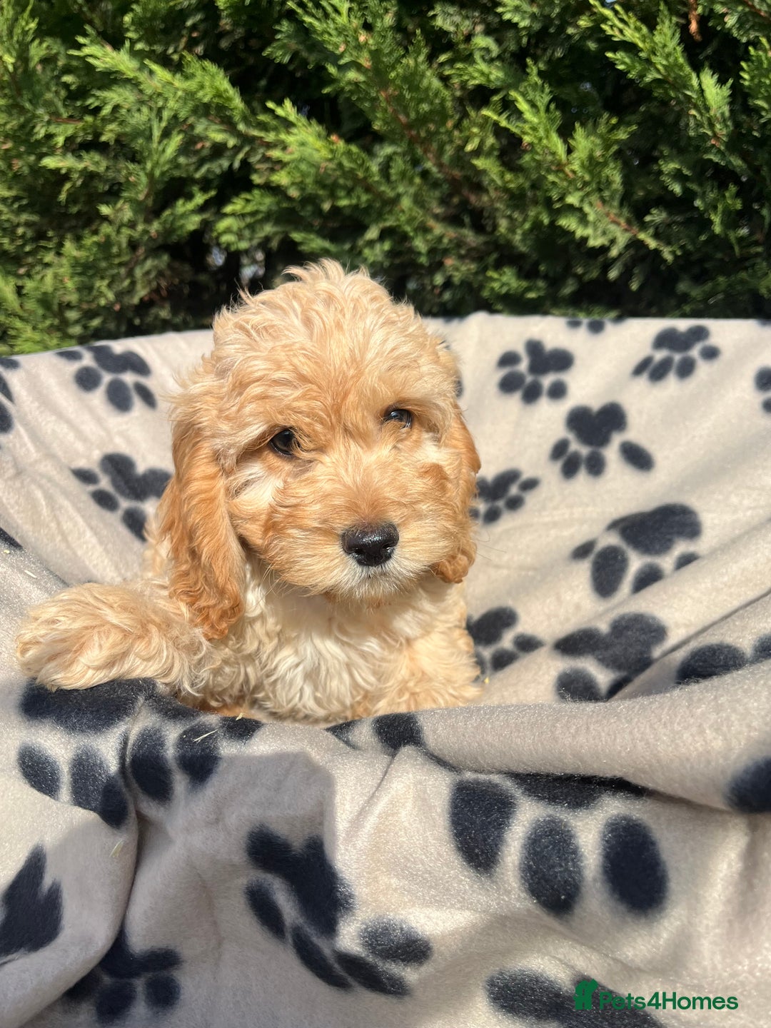Cockapoo dogs for sale: 5 lovely f1 cockapoos  - Image 2