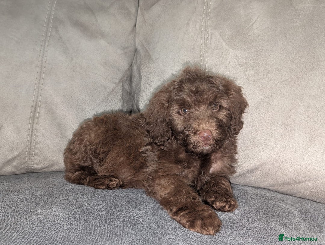 Cockapoo dogs for sale: 🐶 3 Left- Ready to Leave 🐶 - Advert 24
