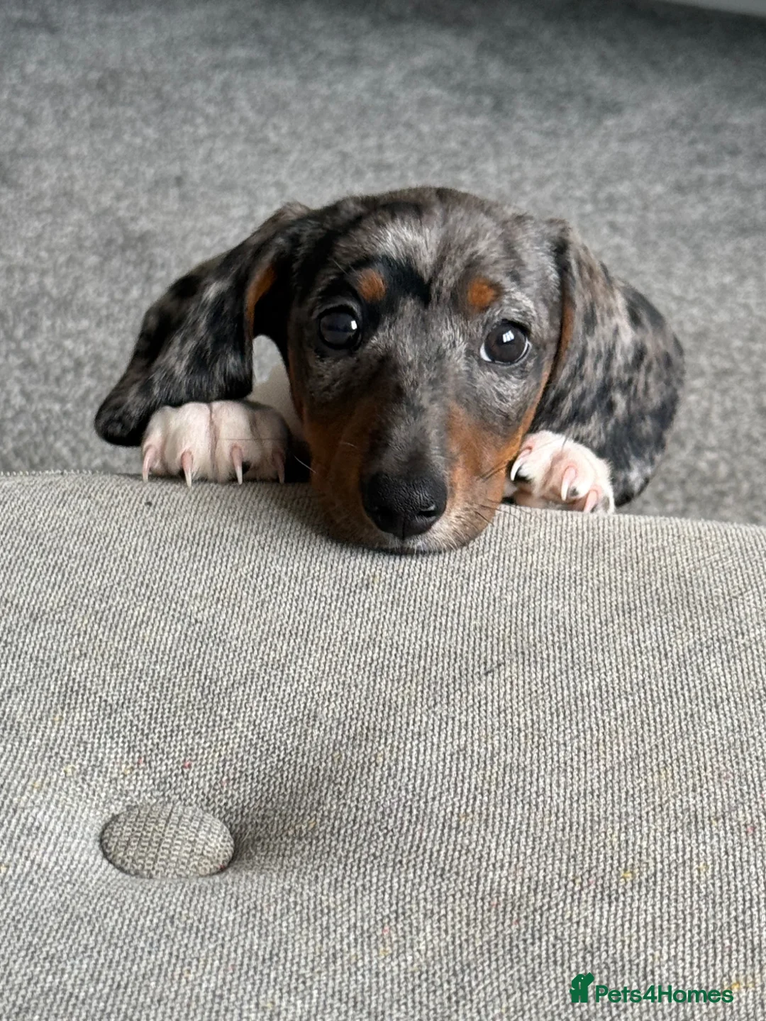 Miniature Dachshund dogs for sale: Rehoming my beautiful Miniature dachshund  - Advert 12