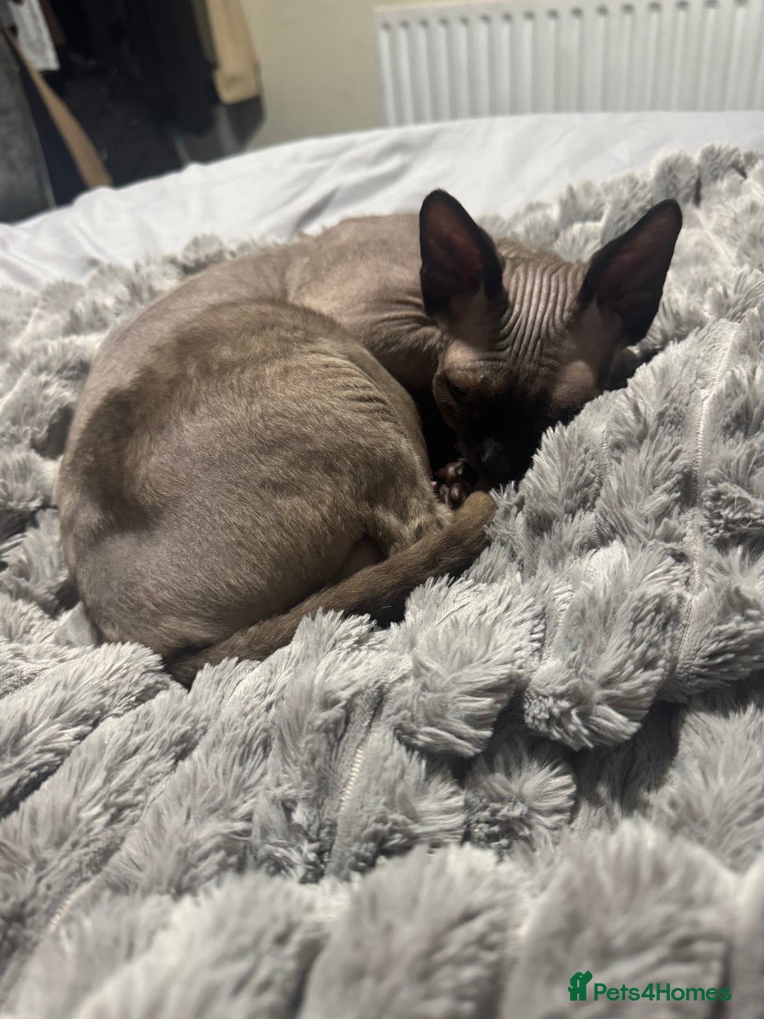 Sphynx cats for sale: 🐾 Sphynx Kitten for Sale 🐾 - Advert 2