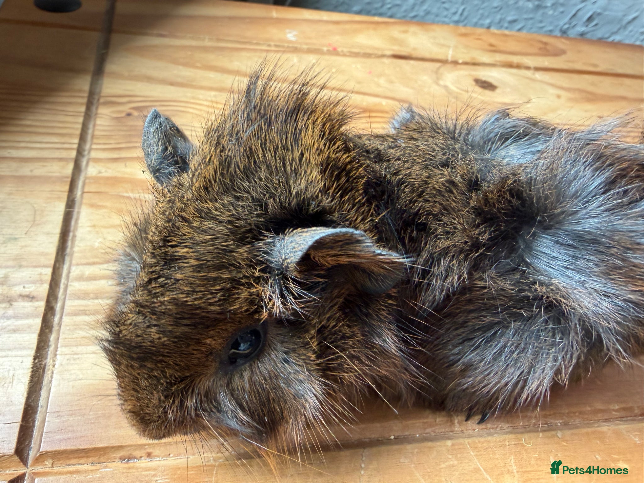 Guinea Pig rodents 3 x Abyssinian x rex boars - Advert 2