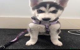 Siberian Husky dogs for sale: Young female Siberian husky needs new 🏡  - Image 2