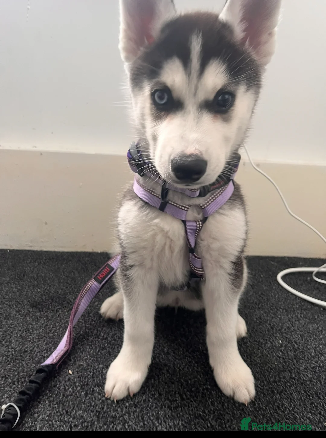 Siberian Husky dogs for sale: Young female Siberian husky needs new 🏡  in Nottingham - Advert 5