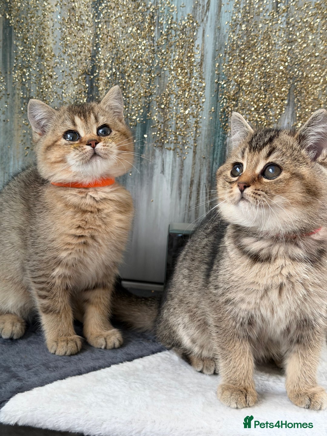 British Shorthair cats for sale: British shorthair Golden kittens TICA - Advert 7