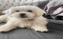 Malshi dogs for sale: Maltese x Shih tzu - Image 2