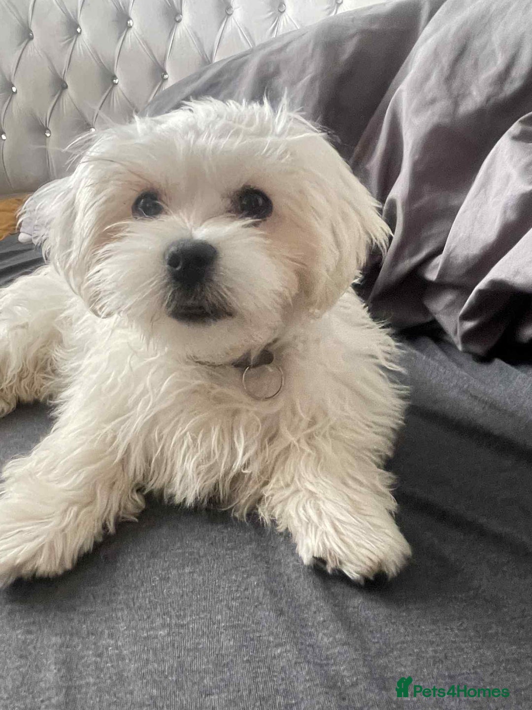 Malshi dogs for sale: Maltese x Shih tzu - Image 2