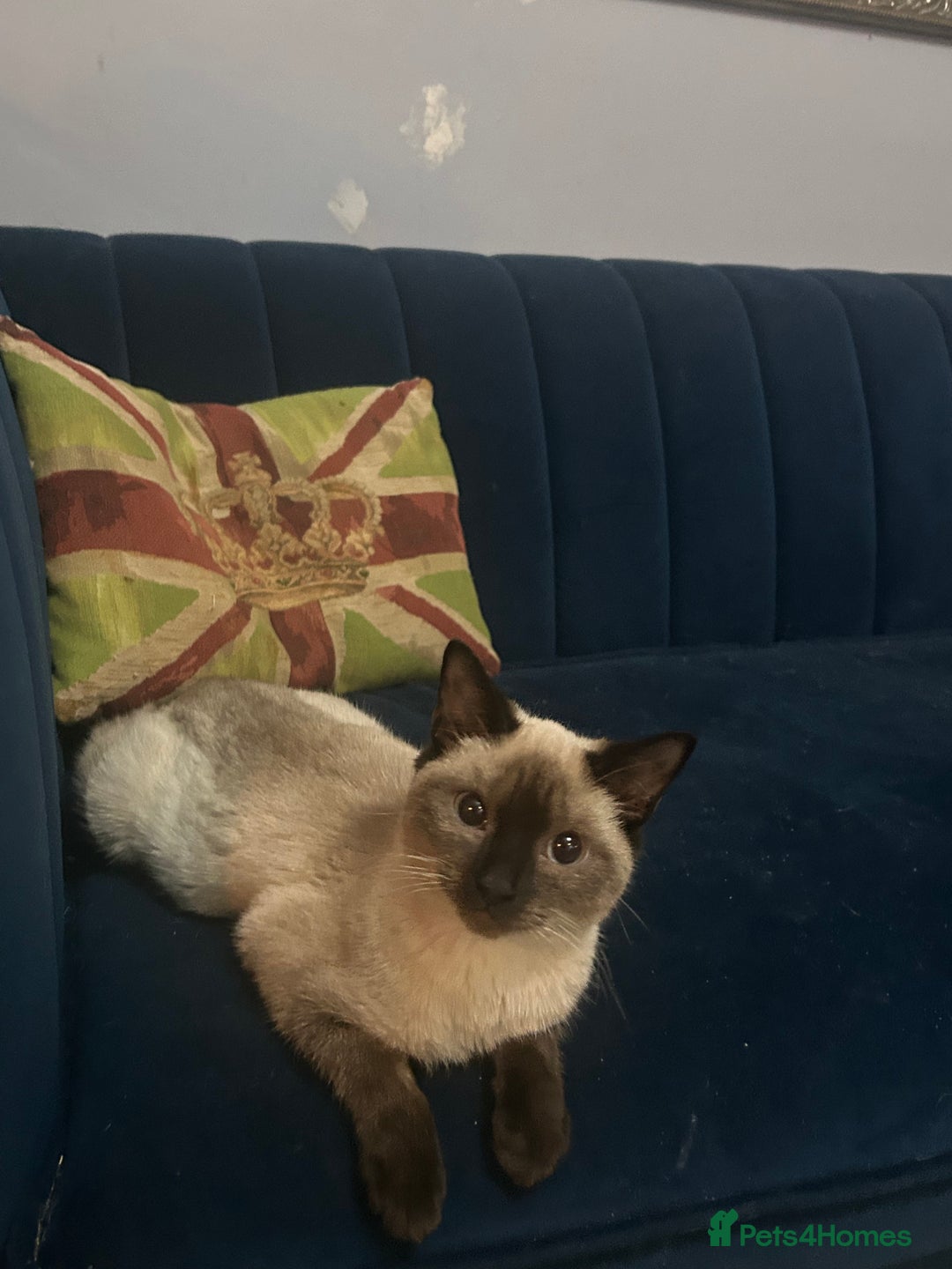 Ragdoll cats for sale: Cats for rehoming  - Advert 1