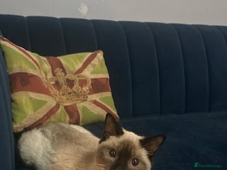 Ragdoll cats Cats for rehoming - Advert 2