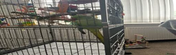 Ringnecks birds for sale: 🦜 Talking Male Indian Ringneck with Cage Included in Paisley - Advert 4