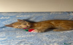 Mixed Breed cats for sale: 6 Lovely Kittens - Image 8