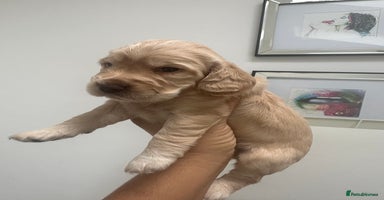 Cocker Spaniel dogs - Advert 8