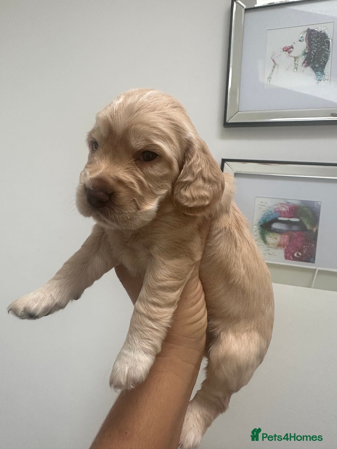 Cocker Spaniel dogs for sale: Cocker Spaniel Puppies perfect example ready now - Image 17