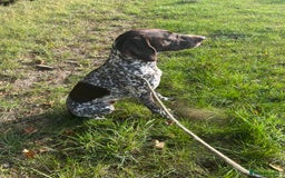 German Shorthaired Pointer dogs for stud: German shorthaired Pointer Stud - Image 2