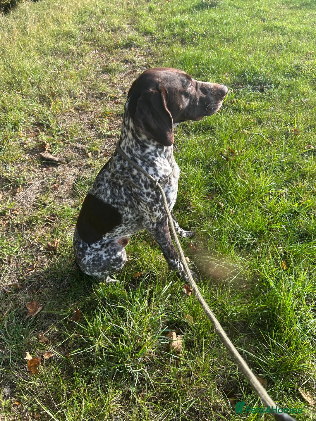 German Shorthaired Pointer dogs for stud: German shorthaired Pointer Stud - Image 2