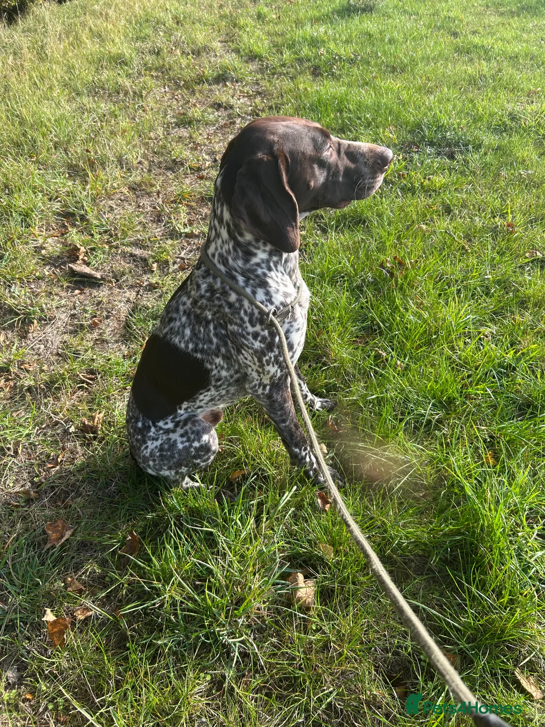 German Shorthaired Pointer dogs for stud: PROVEN KC REG German shorthaired Pointer Stud - Advert 2