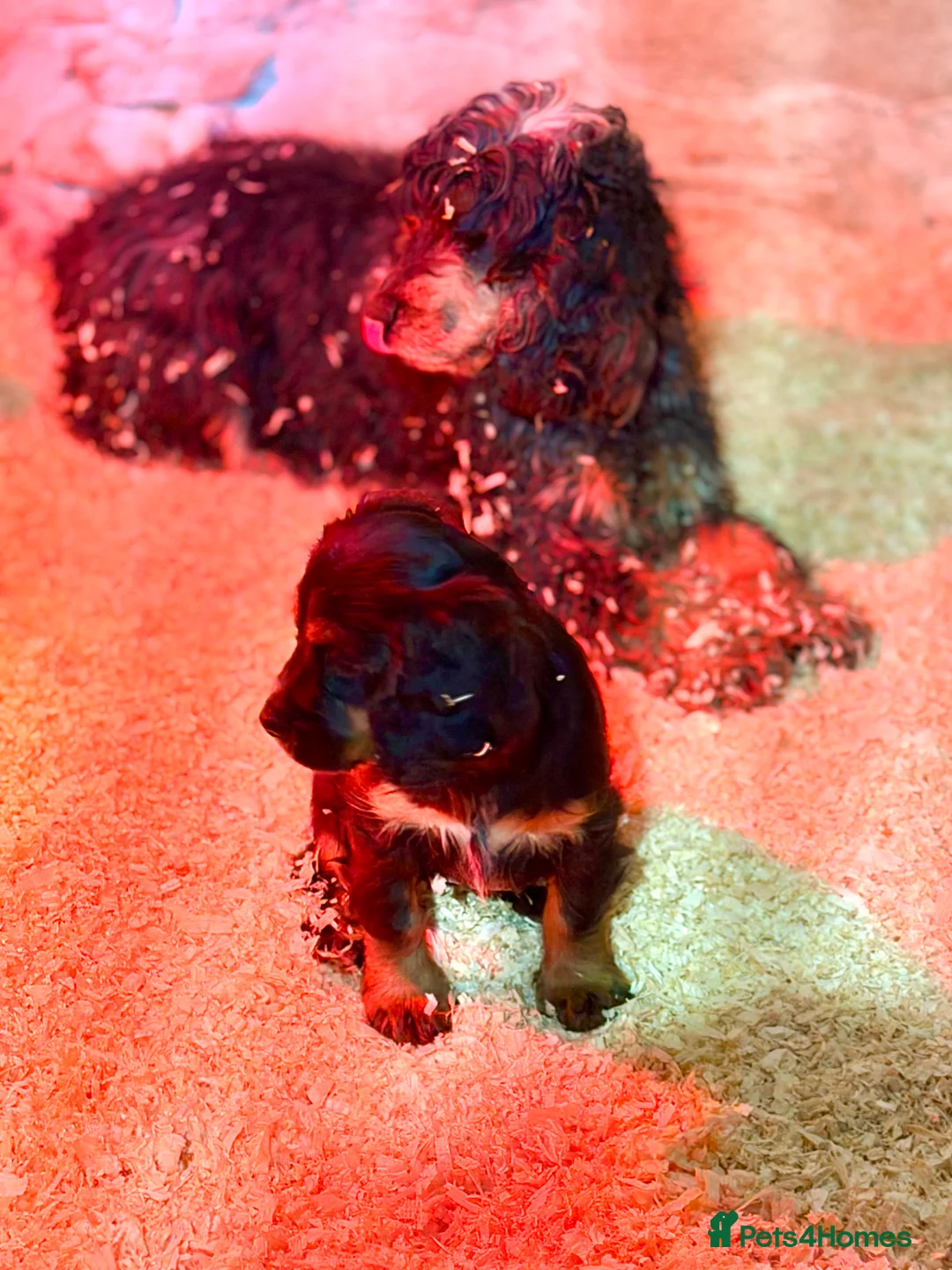 Cocker Spaniel dogs for sale: Stunning ideal family pups  - Advert 1