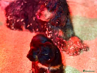 Cocker Spaniel dogs Stunning ideal family pups - Advert 1