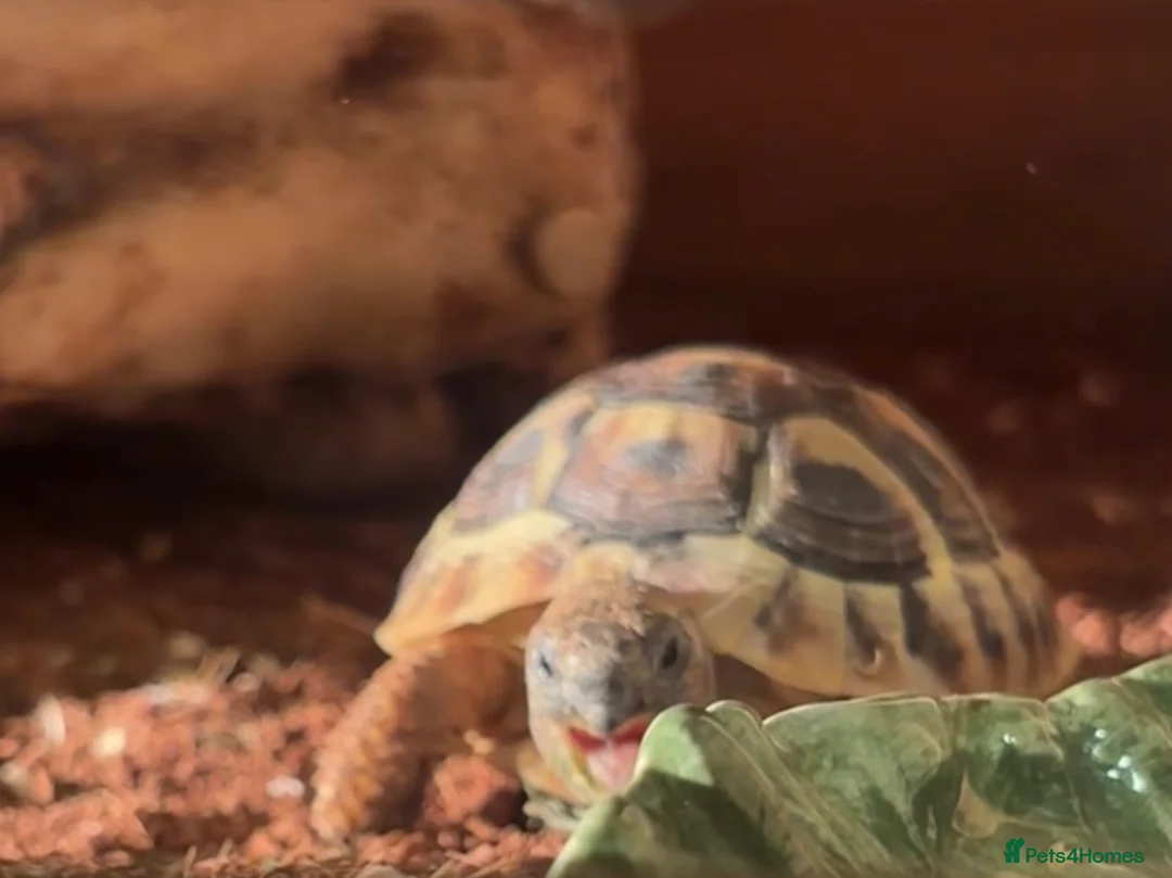 Hermann Tortoise reptiles for sale: Gorgeous Bosnian Hermann Tortoise with Cage Setup  in Lewes - Advert 2