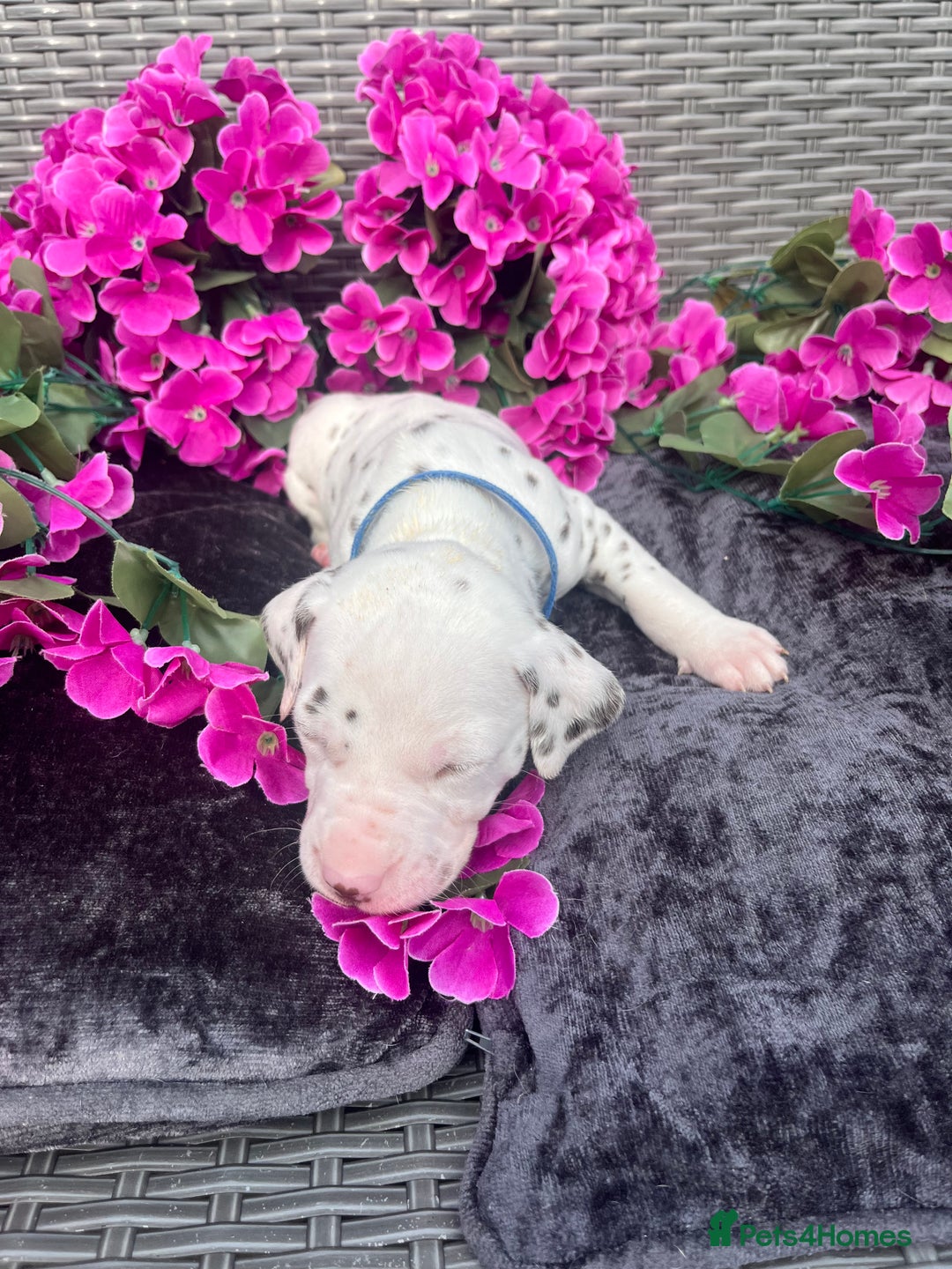 Dalmatian dogs for sale: Beautiful KC registered litter of dalmations  - Image 30