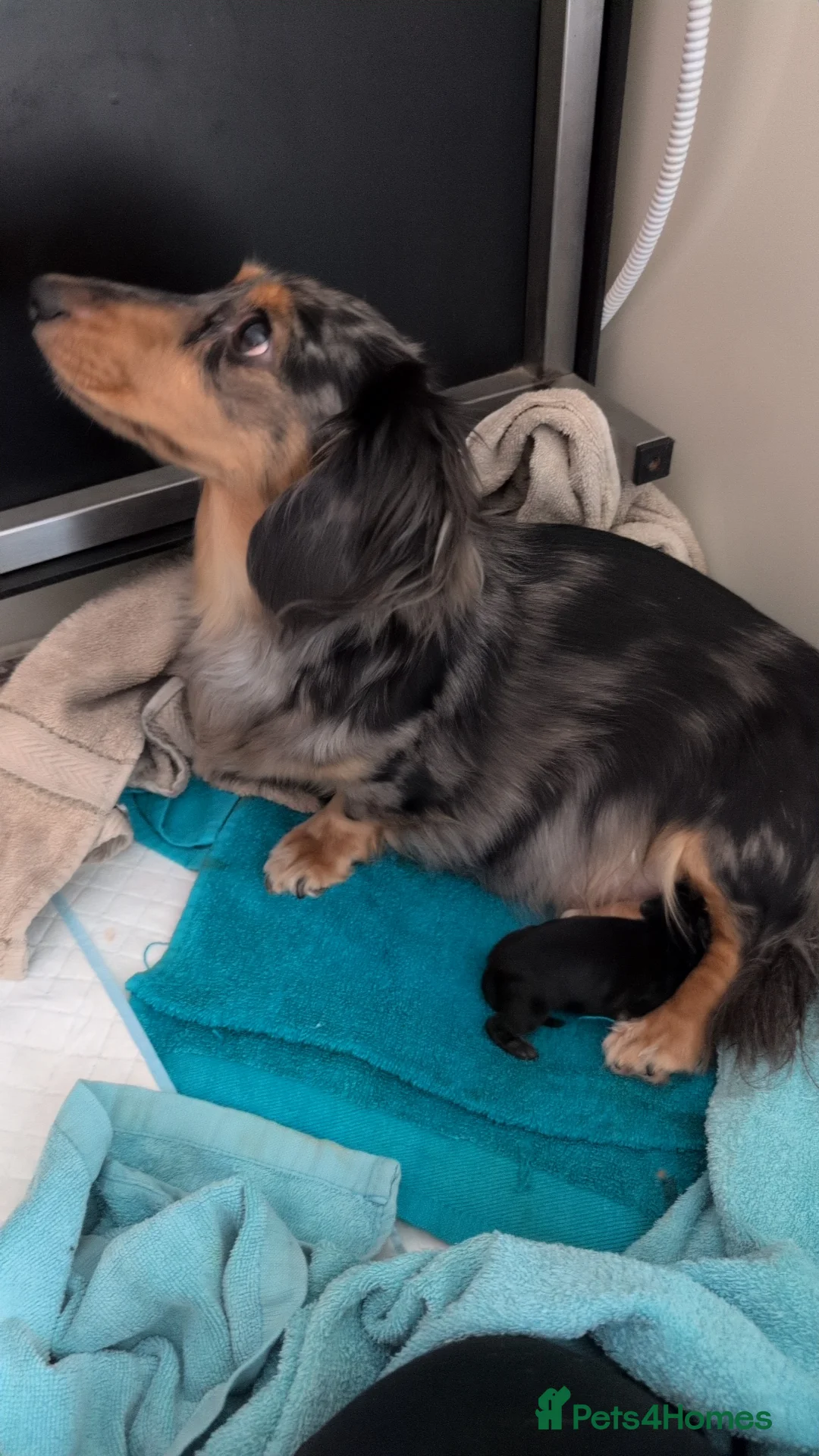 Miniature Dachshund dogs for sale: Stunning long haired miniature dachshunds  - Advert 25