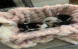 Ragdoll cats for sale: Half rag doll kitten   - Image 5