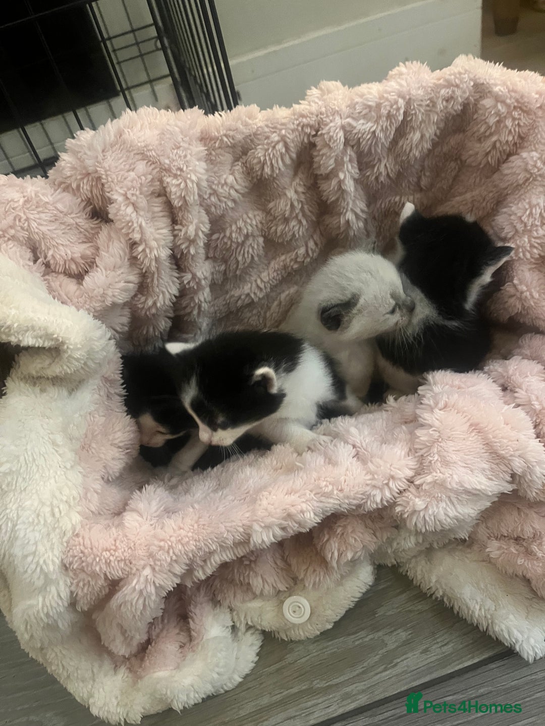 Ragdoll cats for sale: Half rag doll kitten   - Image 5