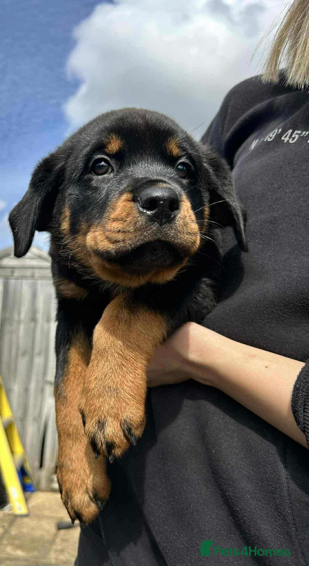 Rottweiler dogs for sale: Rottweiler puppies  - Image 17
