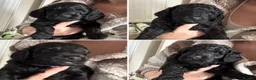 Labradoodle dogs for sale: PUPPS READY 13th LAST THREE LEFT BLACK LABRADOODLE - Advert 4