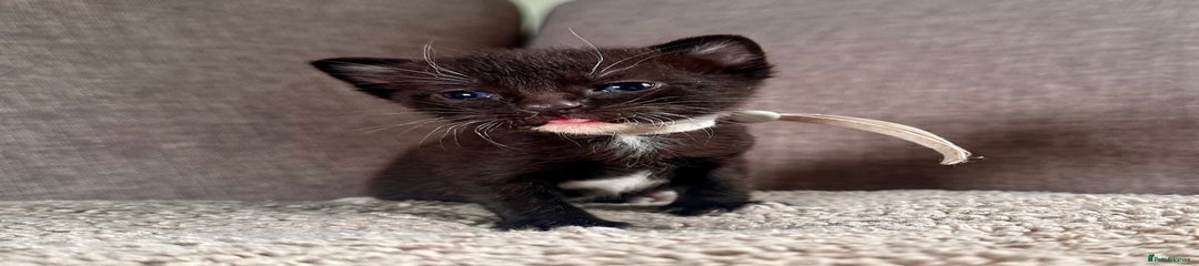 Mixed Breed Kitten 5