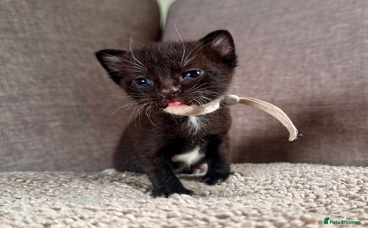 Mixed Breed cats - Advert 12