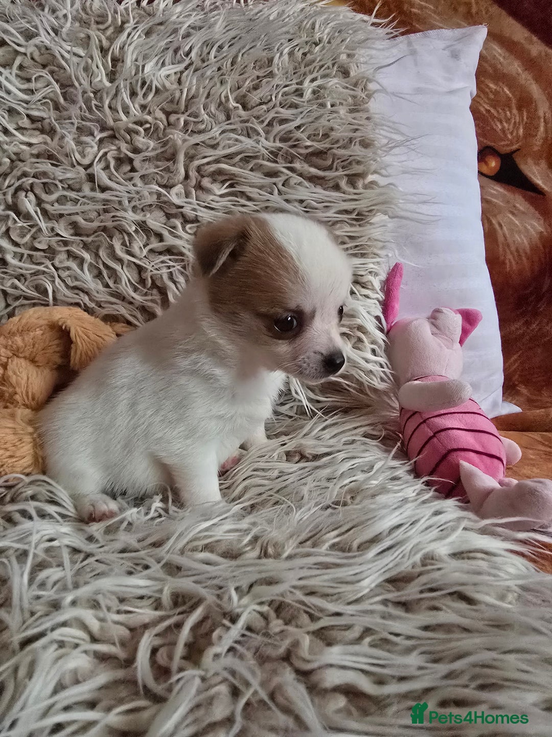 Pomchi dogs for sale: Beautiful Pomchi Puppy's ❤️  - Advert 23
