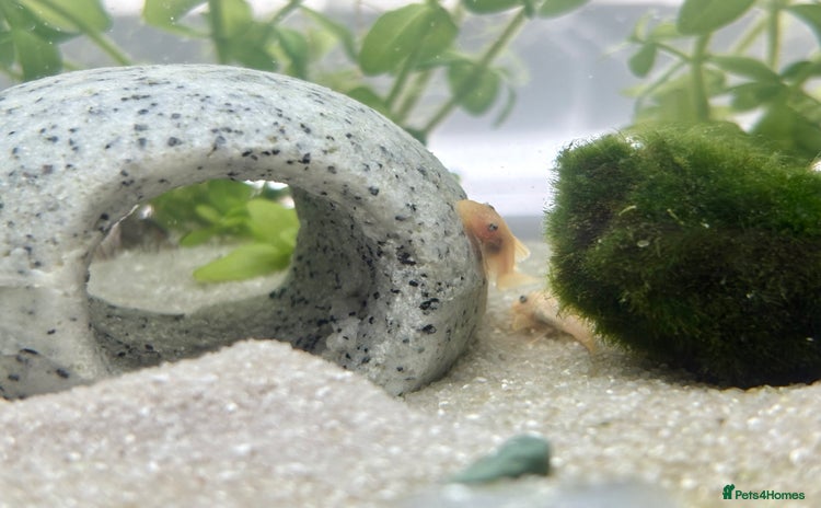 Plecos fish - Advert 1