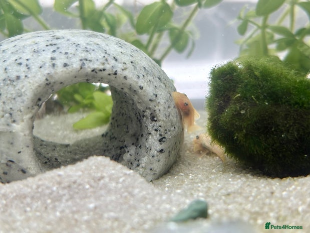 Plecos fish - Advert 3