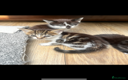 Mixed Breed cats for sale: 🐾 Adorable Kittens Looking for Loving Homes 🐾 - Image 3