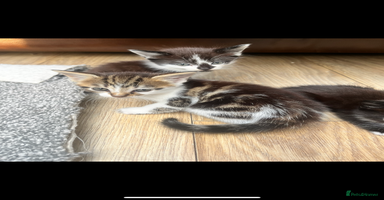Mixed Breed cats - Advert 14
