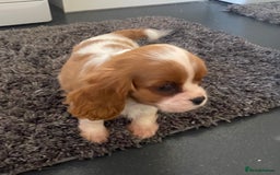 Cavalier King Charles Spaniel dogs for sale: Beautiful litter of King Charles Cavaliers - Image 14