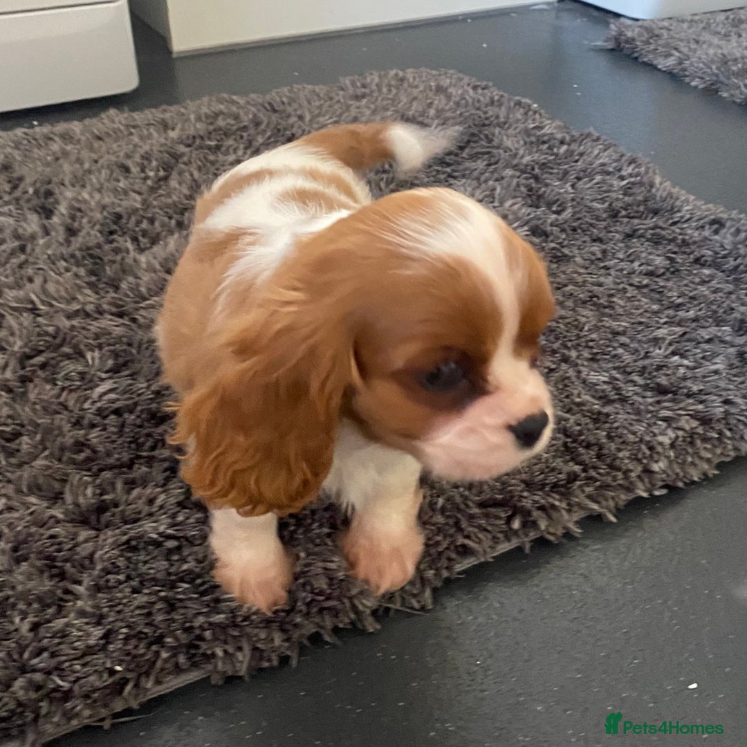 Cavalier King Charles Spaniel dogs for sale: Beautiful litter of King Charles Cavaliers - Image 14