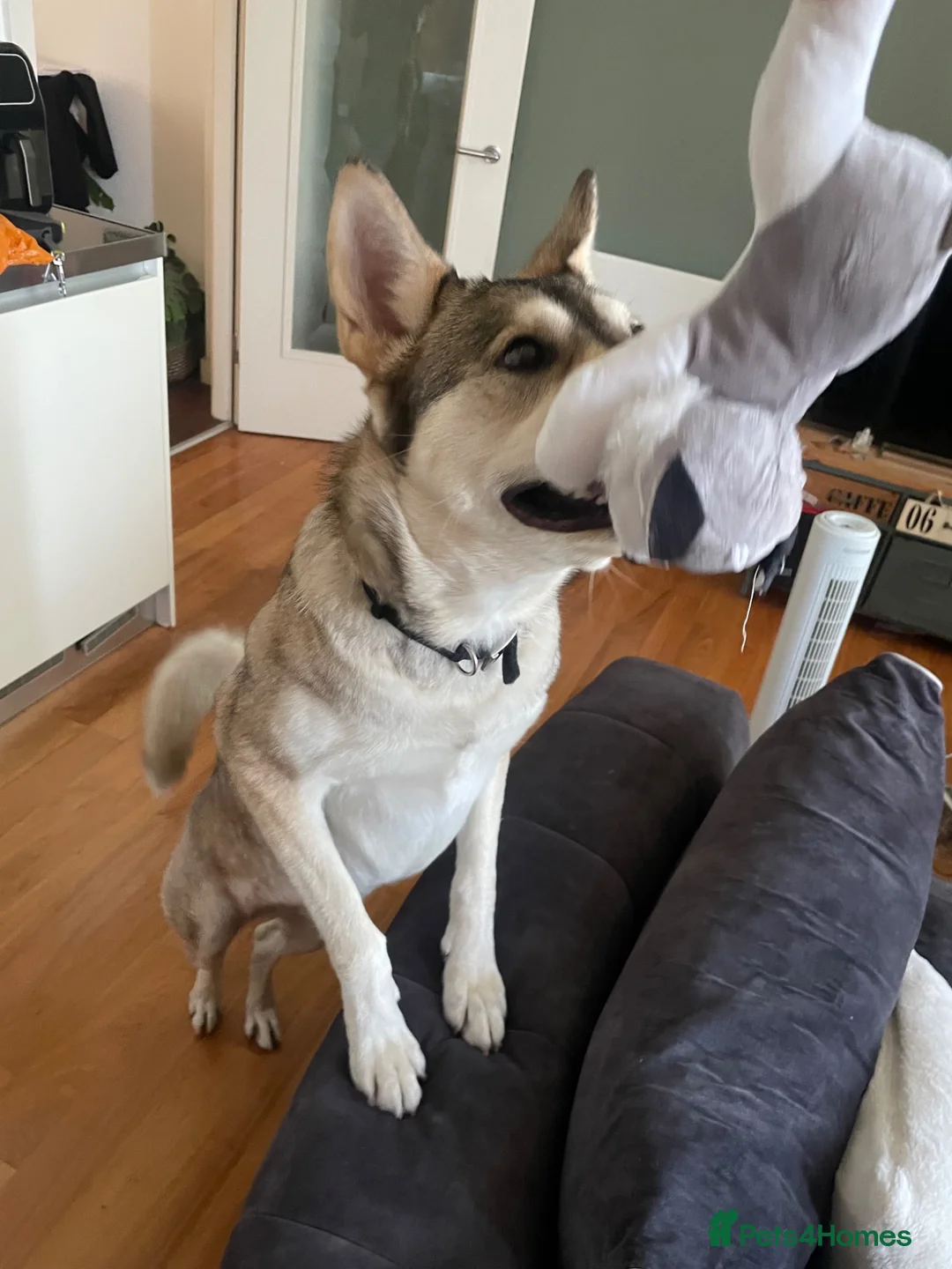 Mixed Breed dogs for sale: 3 year old malamute husky in Nottingham - Advert 2