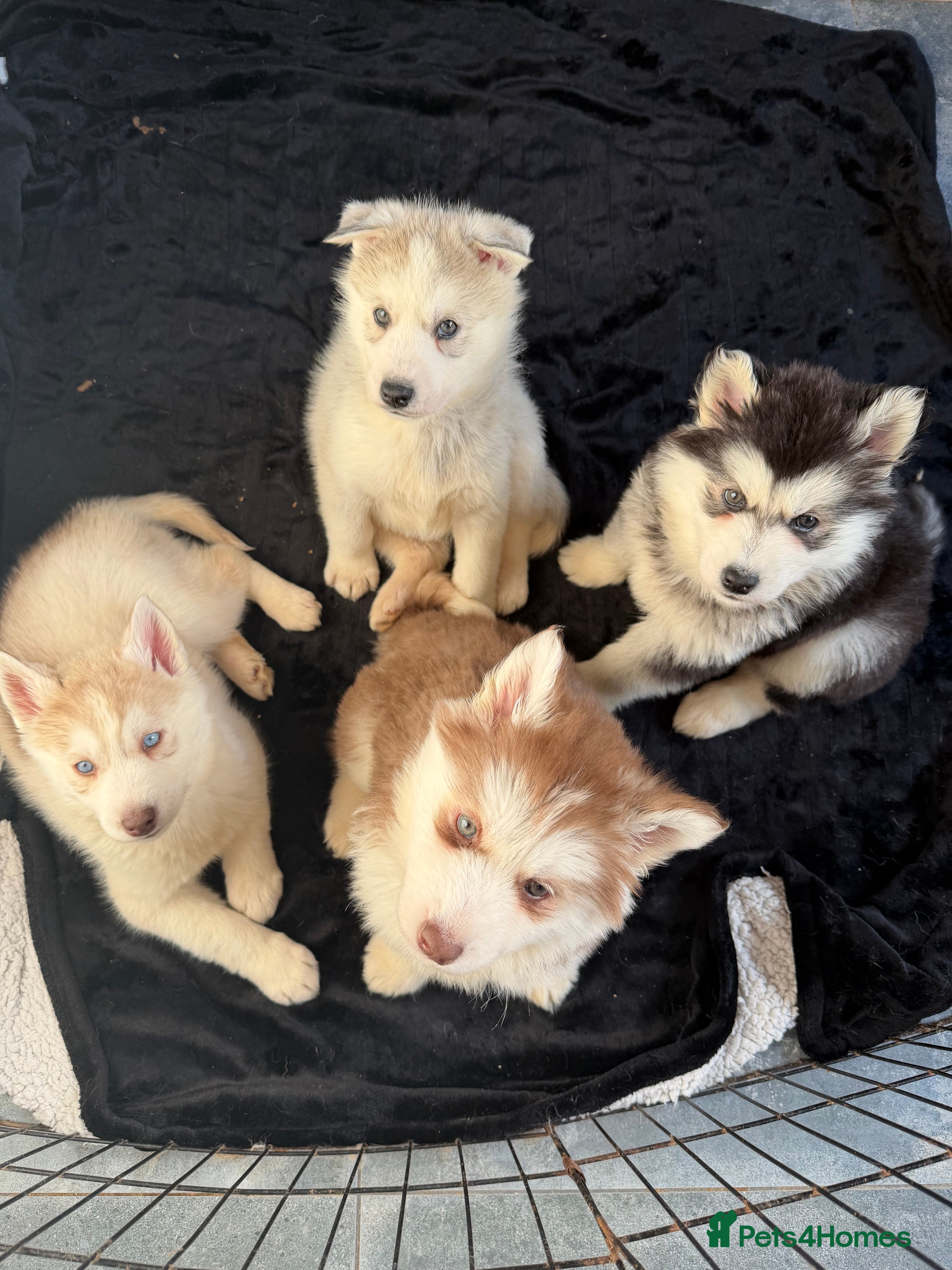 Siberian Husky dogs Siberian Huskies **ready next week - Advert 3