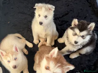 Siberian Husky dogs Siberian Huskies **ready next week - Advert 3