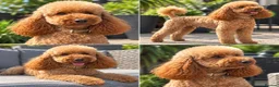 Miniature Poodle dogs for stud: TEDDY – PROVEN RED MINIATURE POODLE STUD - Advert 2