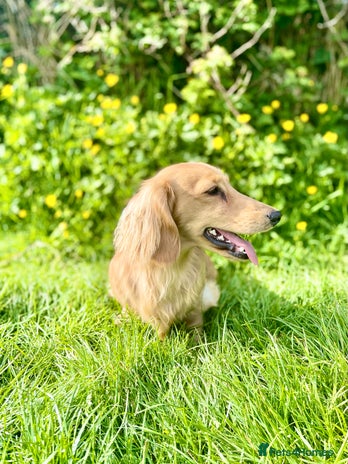 Dachshund dogs Proven Stud - Longhaired Cream Miniature Dachshund in Camborne - Advert 1