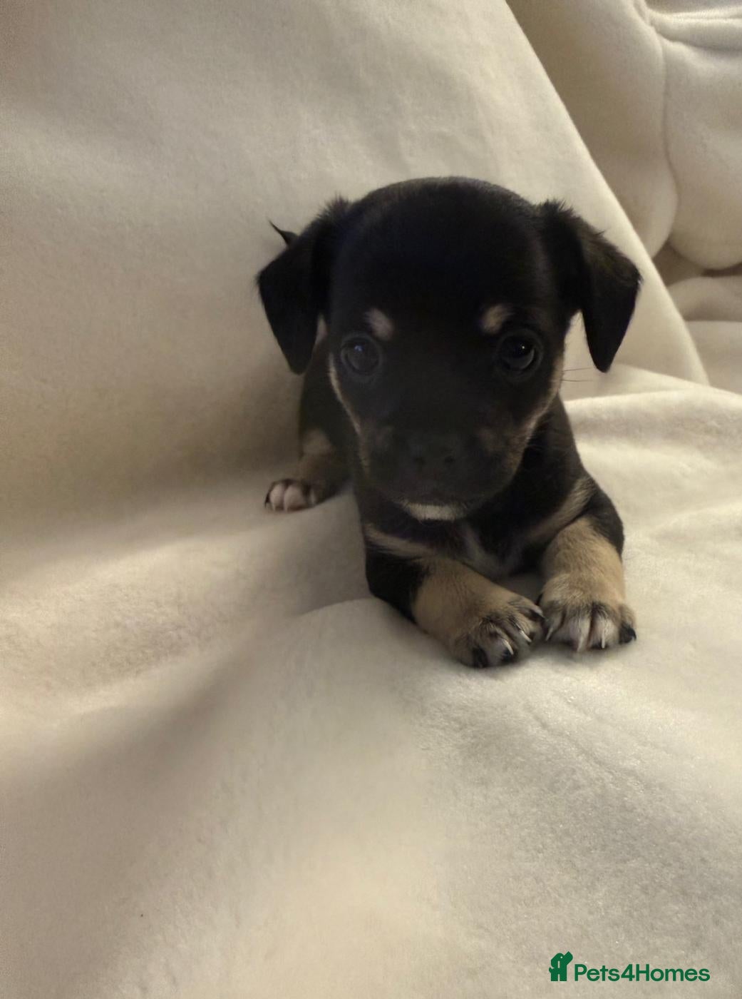 Jack Chi dogs Jachchi for sale  - Advert 2