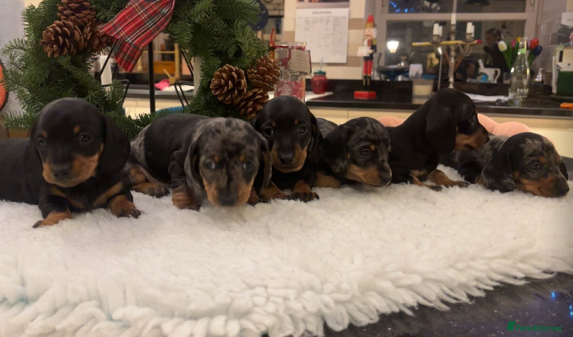 Miniature Dachshund dogs Miniature Silver Dapple & Black and Tan Dachshunds - Advert 7