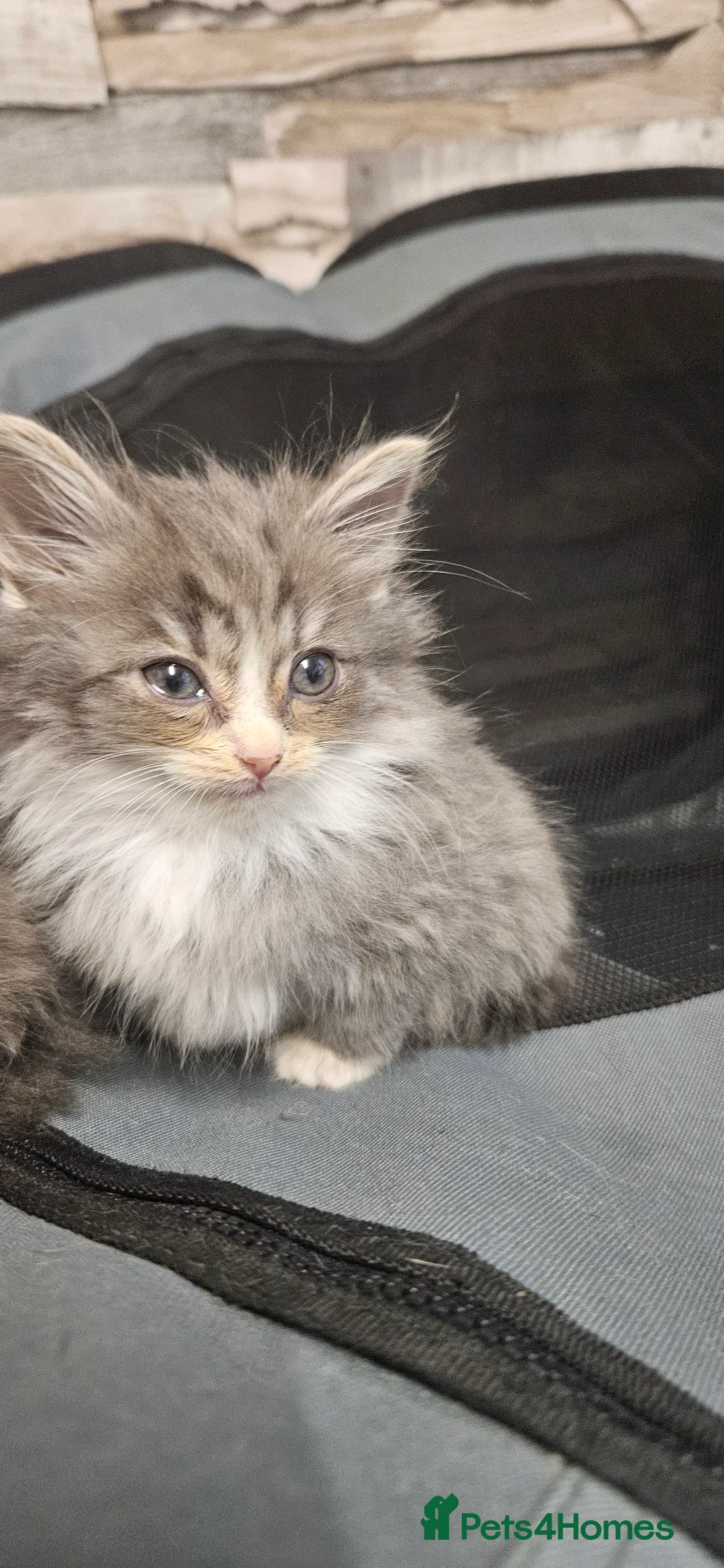 Mixed Breed cats for sale: Munchkin Kittens ready for their forever home - Advert 21