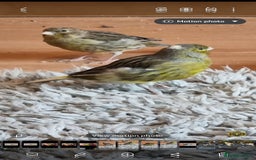 Canaries birds for sale: Two Canary Birds for sale, £20 each - Image 1