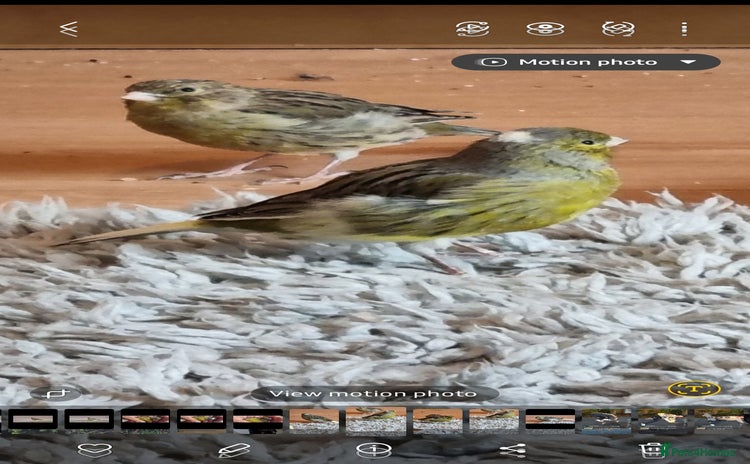 Canaries birds - Advert 1
