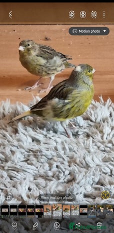 Canaries birds - Advert 1