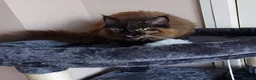 Maine Coon cats for sale: CUTE  MAINE COON GIRL /DNA/GCCF  - Advert 3