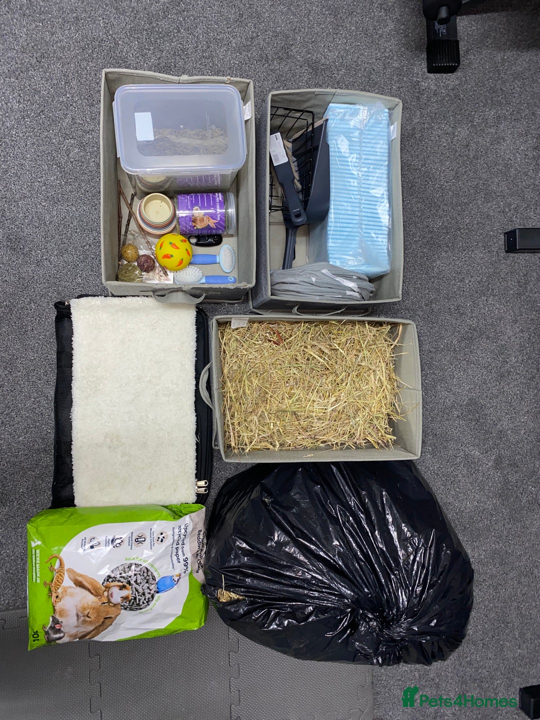 Mini Lop rabbits for sale: Gorgeous young Mini Lop - Buck - Advert 5